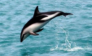 Delfinas, sapnuoti delfinus pagal sapnininką - wikipedia.