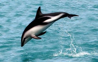 Delfinas, sapnuoti delfinus pagal sapnininką - wikipedia.