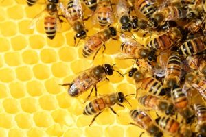 Sapnuoti bites - bitės medus